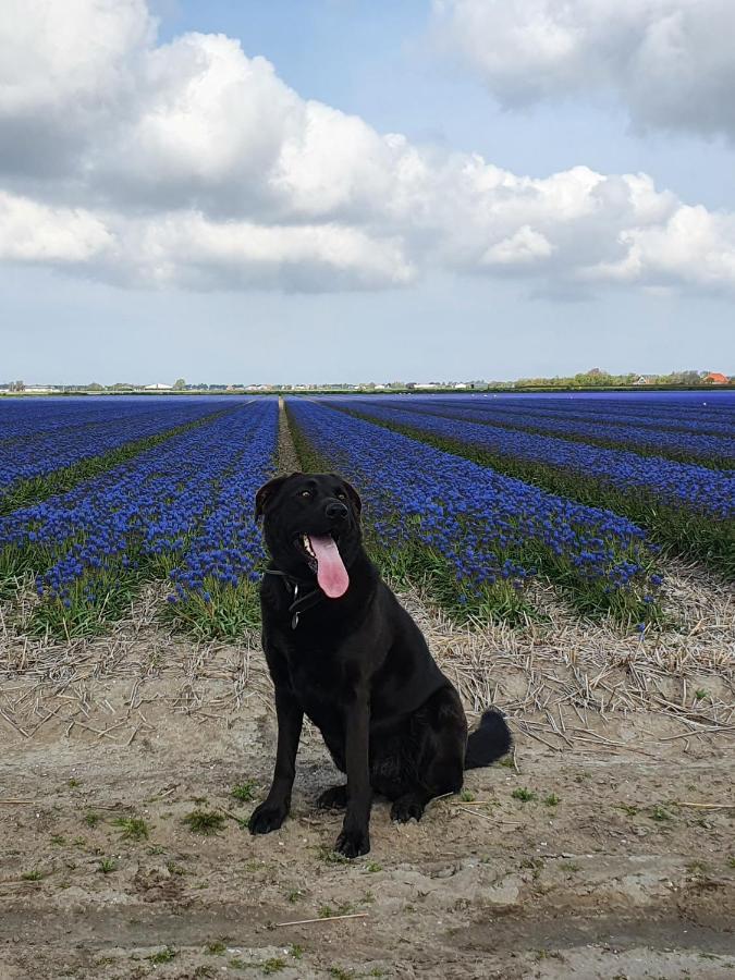Luxe Zomerwoning Met Omheinde Tuin Voor Hond En Kinderen Dirkshorn Esterno foto